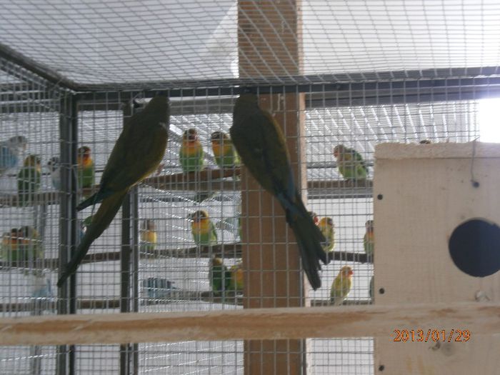 Papagali de stinca - Papagalul de stanca