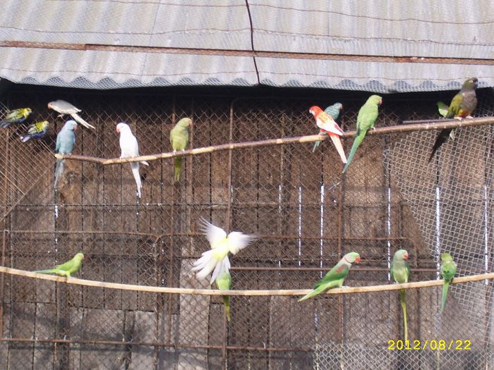 marele Alexander la zbor; marele Alexander
