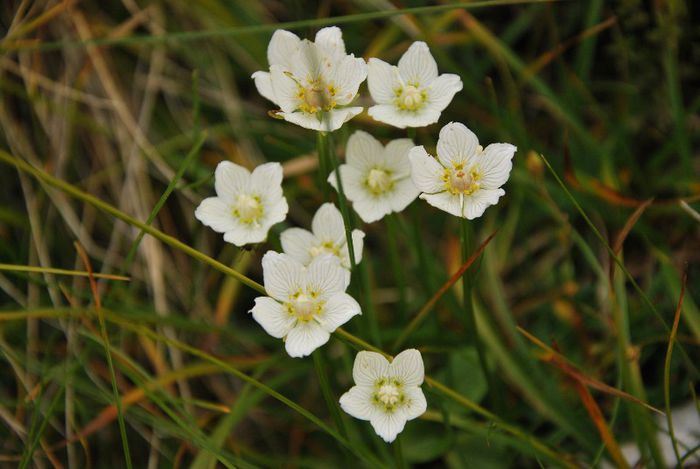 DSC_0053 - FLORA MONTANA