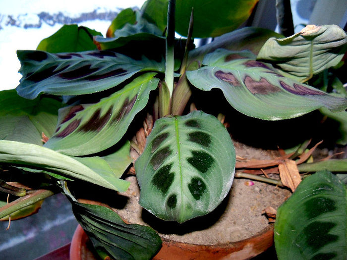 Maranta leuconeura var. kerchoveana - ALTE PLANTE