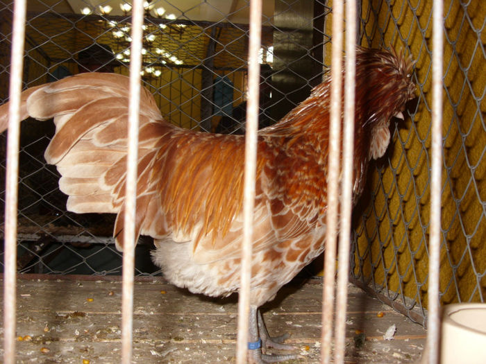 SN854811