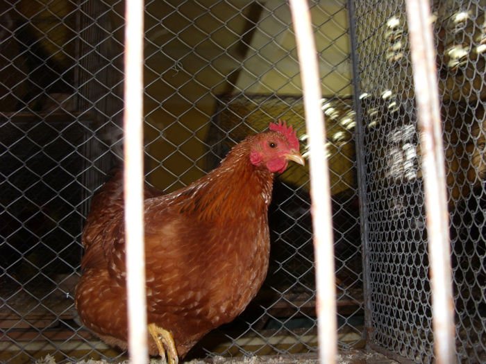 SN854833