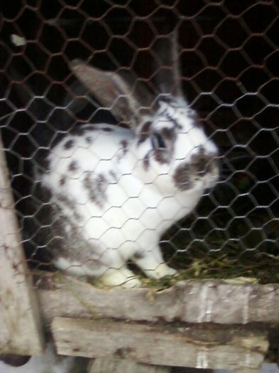mascul 2012