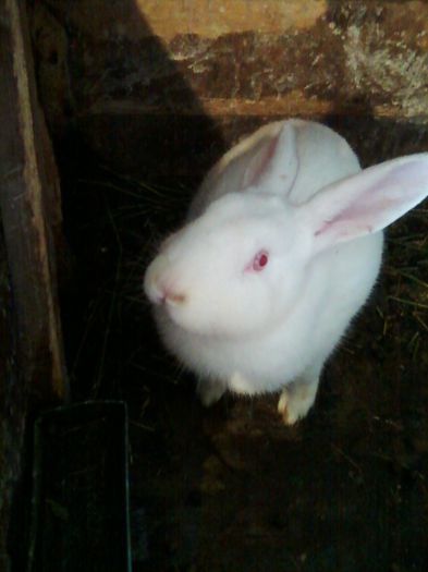 mascul 2012