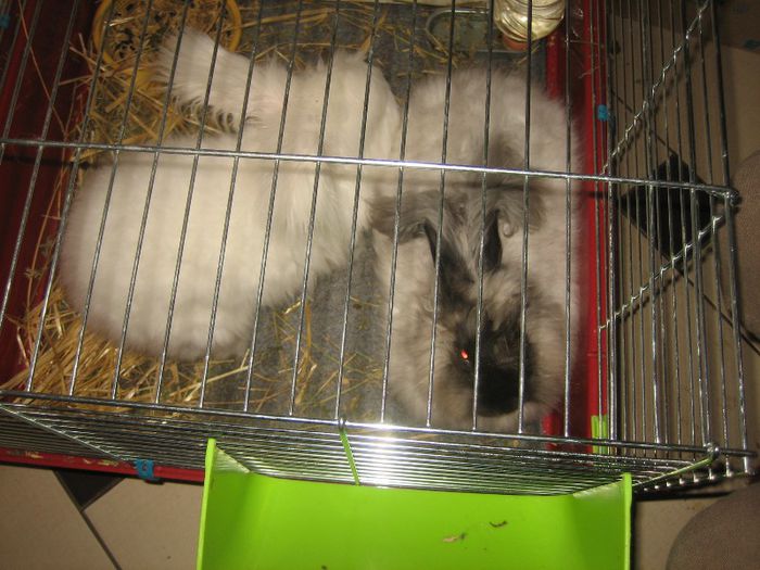 Angora Englez - 02-Cuib B-Litter B