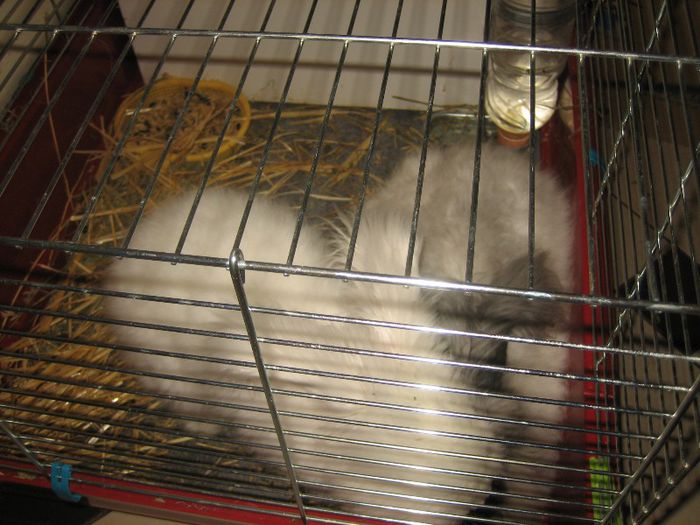 English Angora; Parinti cuib 2
