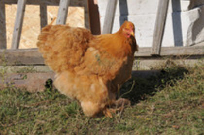 50319408_QGXDSOYMA - I GALBEN