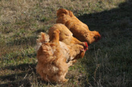 50319414_FTCWSGRXM - I GALBEN