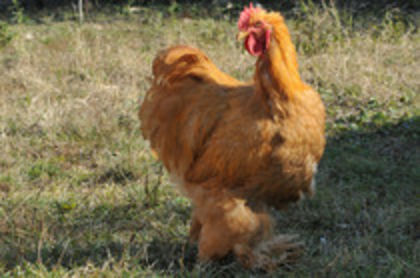 2012 - I GALBEN
