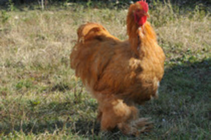2012 - I GALBEN