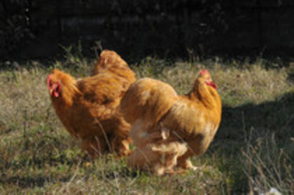 2012 - I GALBEN