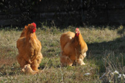 2012 - I GALBEN