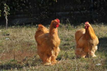 2012 - I GALBEN