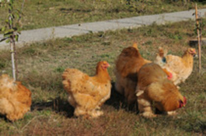 2012 - I GALBEN