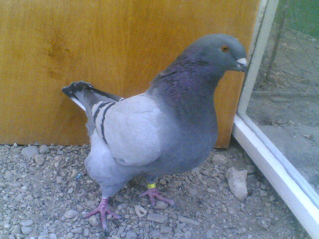 LEOPARDU.(1373) m 2011 - Porumbei vanduti