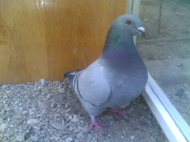 LEOPARDU.(1377) f 2011 - Porumbei vanduti