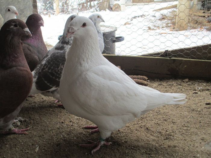 IMG_0232 m 2010 - Porumbei vanduti