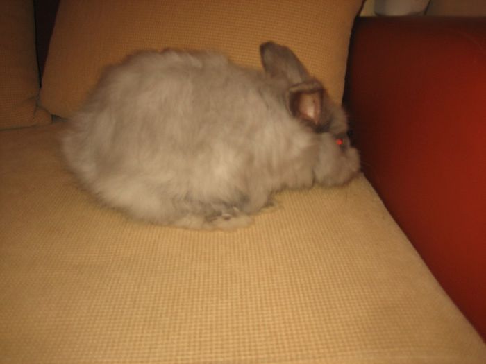 Angora Rabbit - 03-Femela 3 - Doe 3