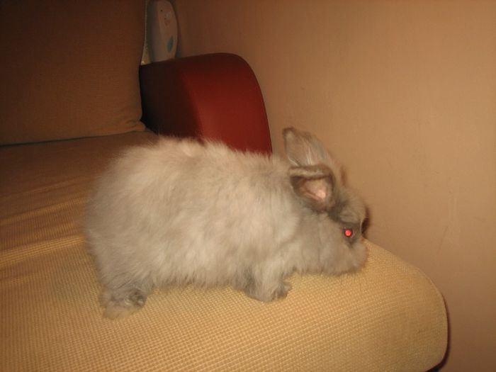 English Angora