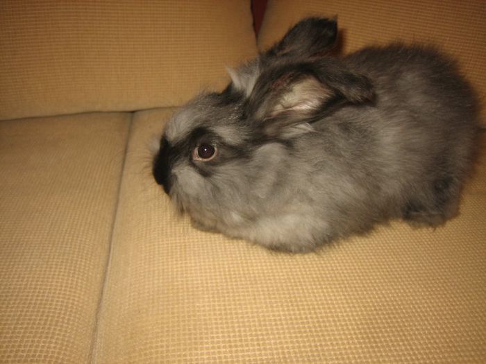 English Angora - 04-Femela 4 - Doe 4