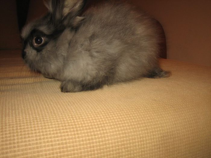 English Angora Rabbit - 04-Femela 4 - Doe 4