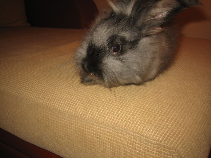 Iepure Angora