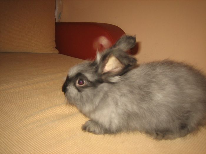 Angora Rabbit - 04-Femela 4 - Doe 4