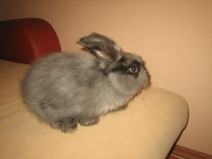 English Angora