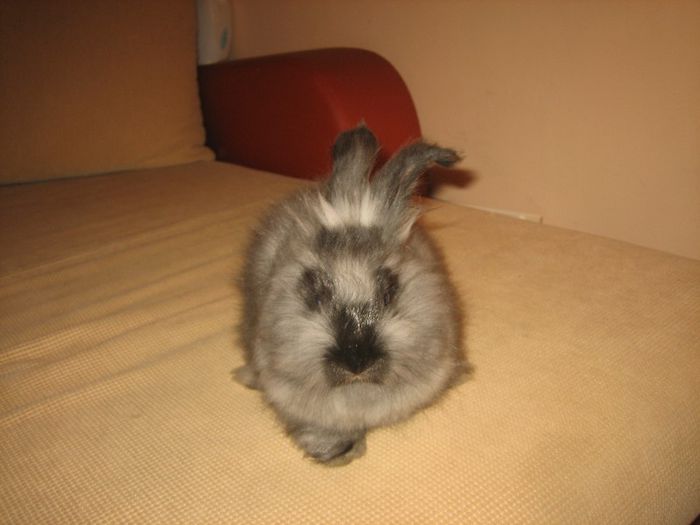 English Angora