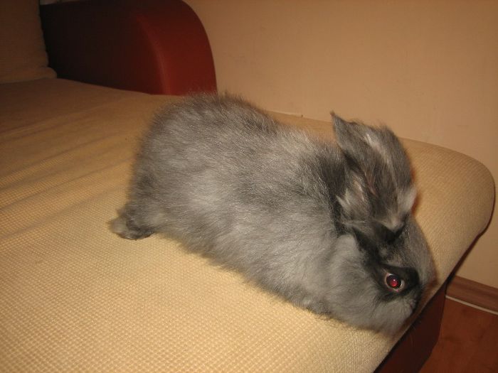 English Angora