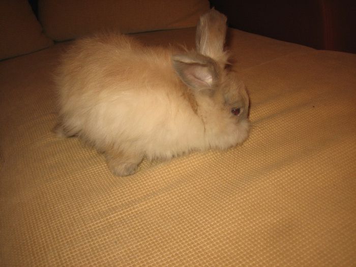 Angora