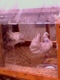 IMG0301A rotari; primi mei porumbei
