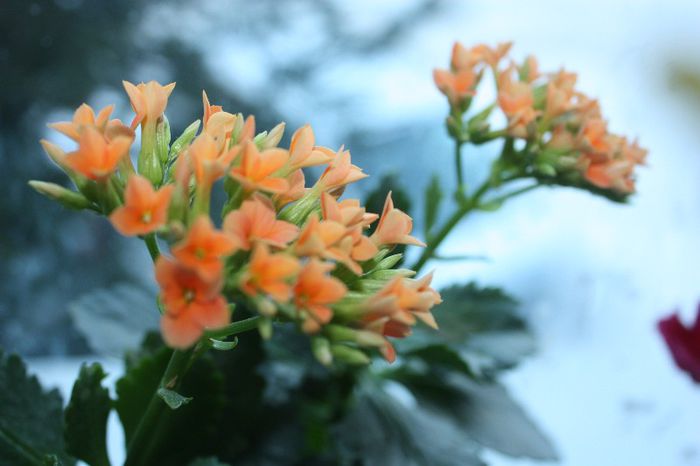 IMG_8816 - Kalanchoe