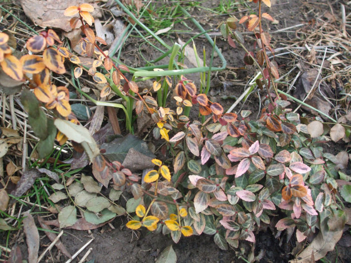 euonymus - ianuarie-februarie 2013