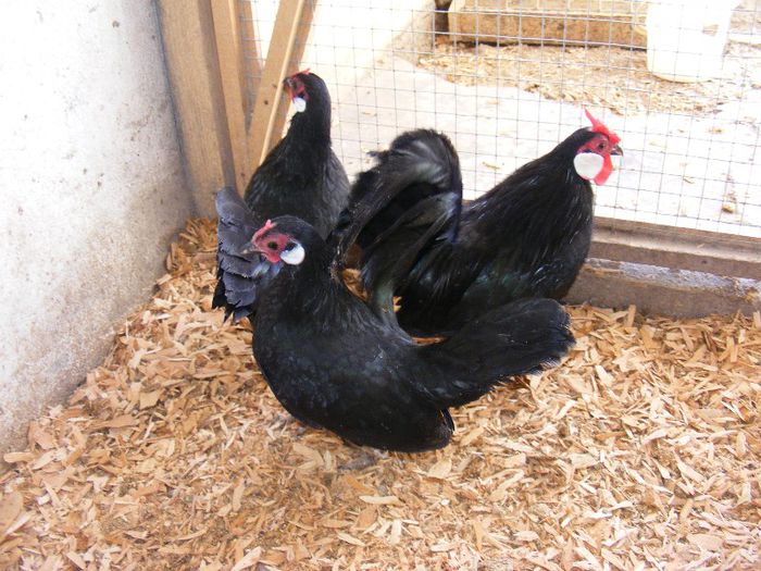 DSCF8358 - Bantam Negru