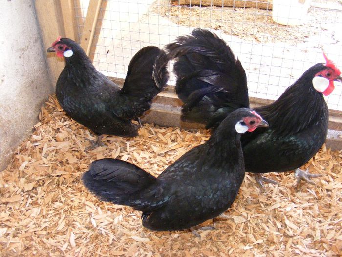 DSCF8359 - Bantam Negru