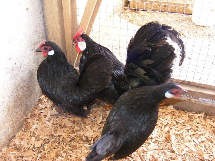 DSCF8361 - Bantam Negru