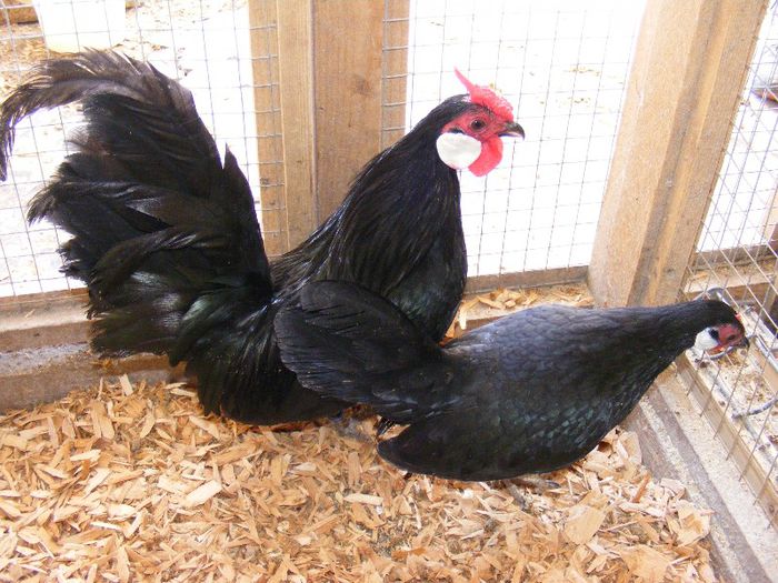 DSCF8362 - Bantam Negru