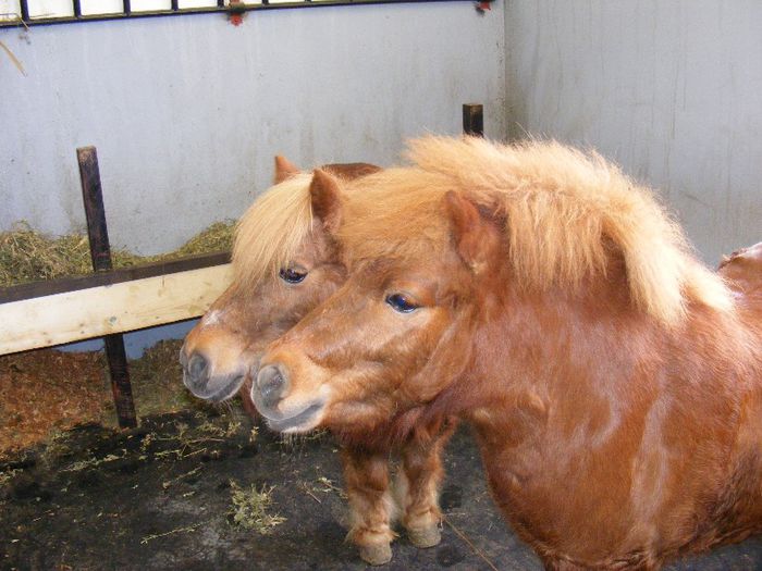 DSCF8382 - Ponei Shetland