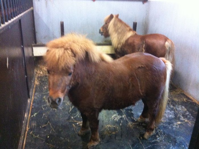 poza (5) - Ponei Shetland