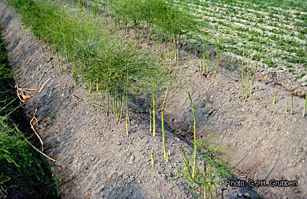 Sparanghel-Asparagus offcinalis