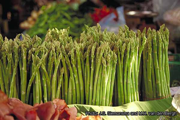 Sparanghel-Asparagus officinalis