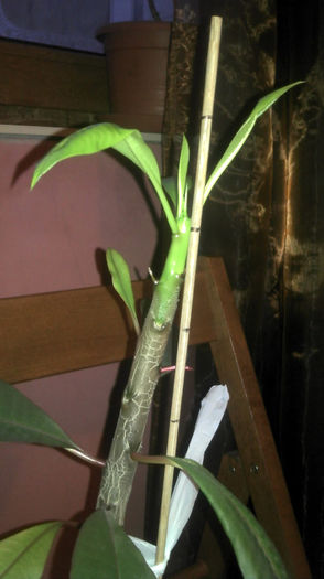 2013-01-29 07.29.02; Plumeria
