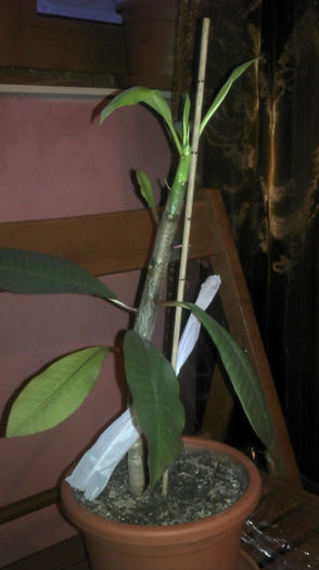 2013-01-29 07.29.12; Plumeria
