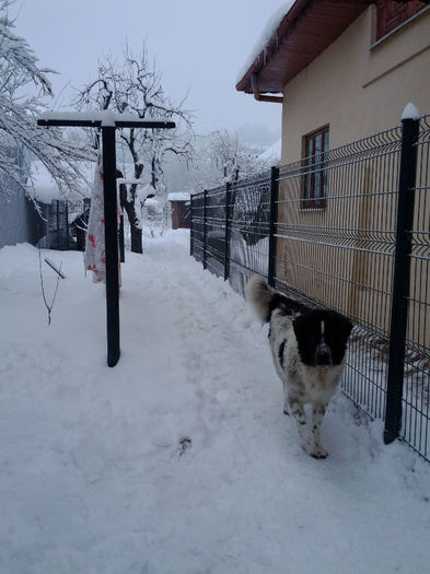 photo nexus 977; Ursu'
