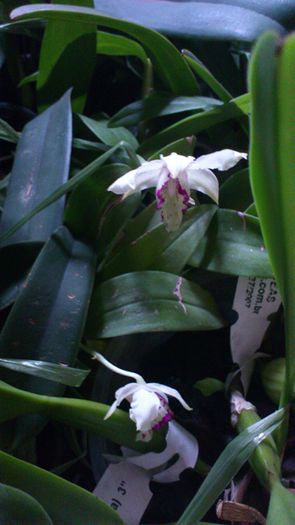 den nora tokunaga hybrid-feb2013 - Dendrobium nobile etc
