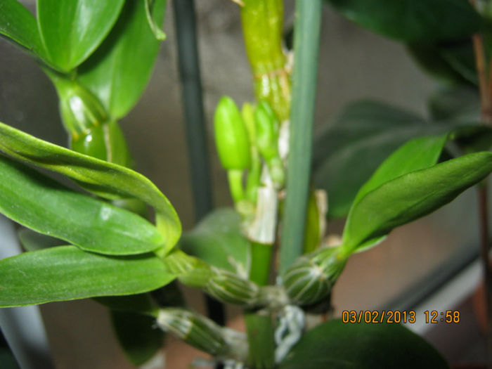 infloreste orhideea
