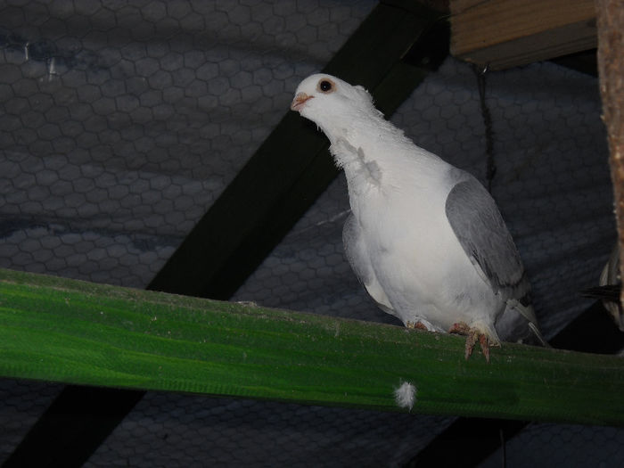 DSCN0053