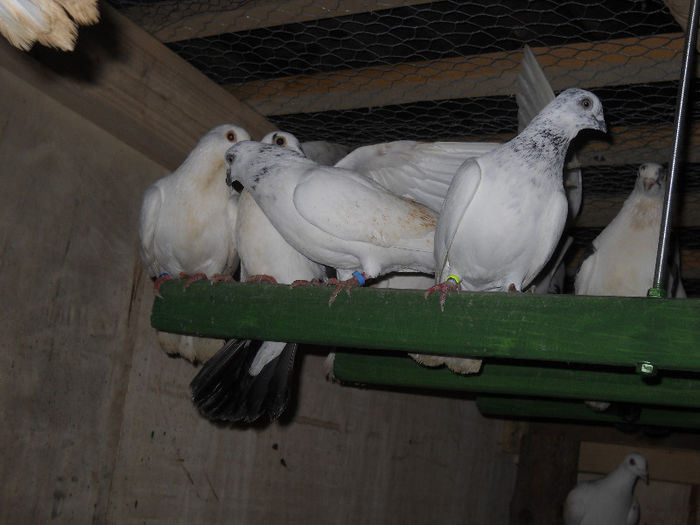 DSCN0060