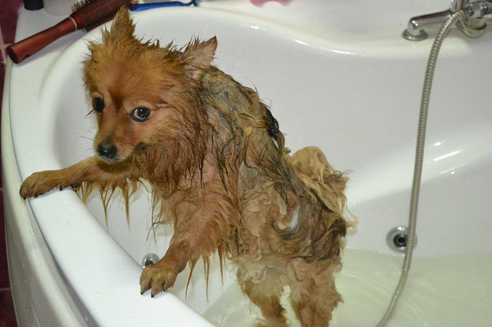 DSC_0070 - iubirea mea Maya